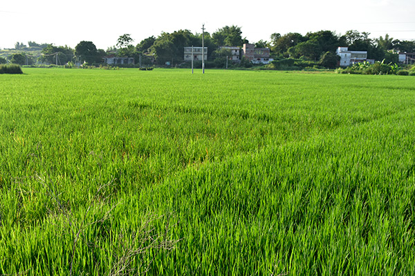 种植基地