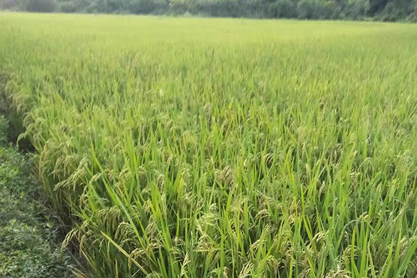 种植基地