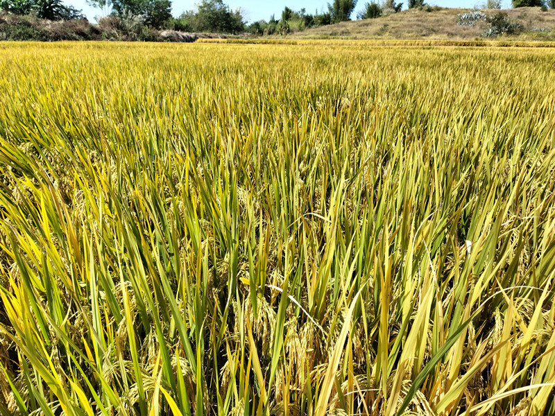 种植基地